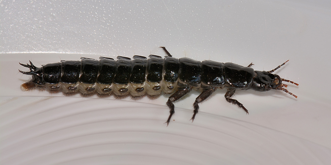 Larva di Carabus lefebvrei bayardi